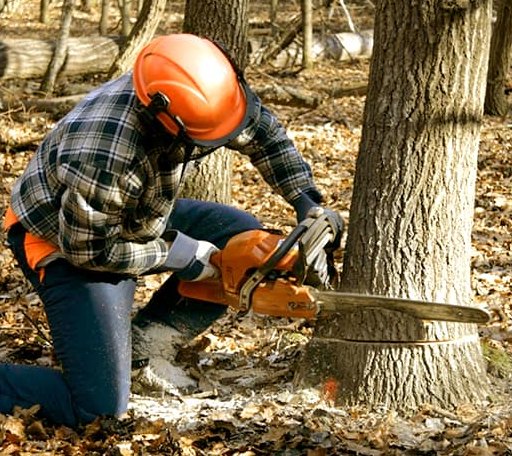 Tree Removal in Forestville, MI